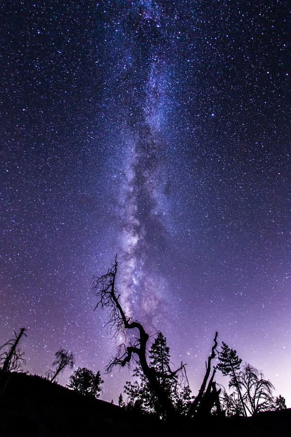 spaceman-in-space:  drxgonfly:  Milky Way and tree silhouette (by Kevin Key)