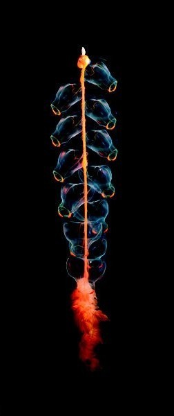 Marrus Orthocanna Is A Species Of Pelagic Siphonophore, A Colonial Animal Composed Of A Complex Arrangement