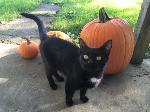 princessmeril: Happy October!