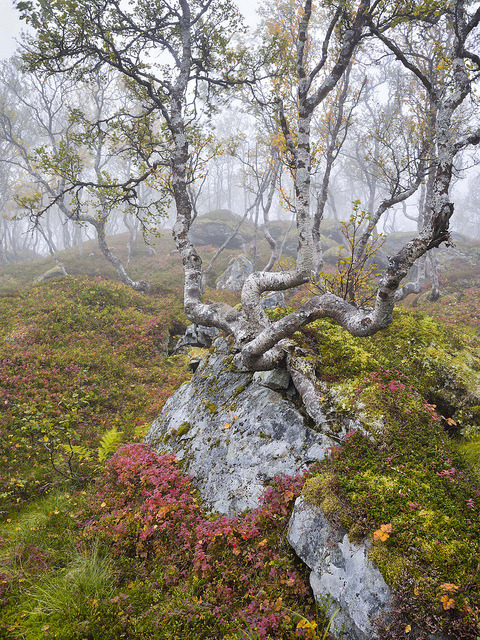 Birches by adam_scenequest on Flickr.