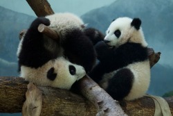 giantpandaphotos:  Twin sisters Mei Huan and Mei Lun at Zoo Atlanta on February 21, 2014. © Zoo Atlanta.