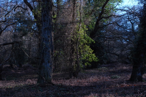 buron: Blue Noir (Winter) (13) ©buron - January ‘14