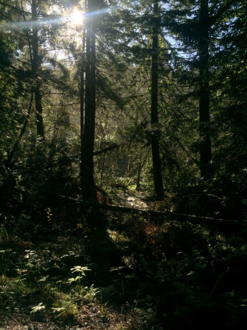 gnarwegianviking:Life is fucking great I love these woods, and so glad my father took me here, gunna