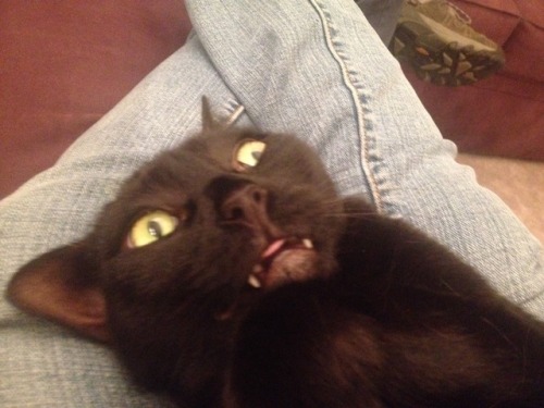 kawaiirostam:  my cats so fucking weird she was purring the whole time but her face looked like this 