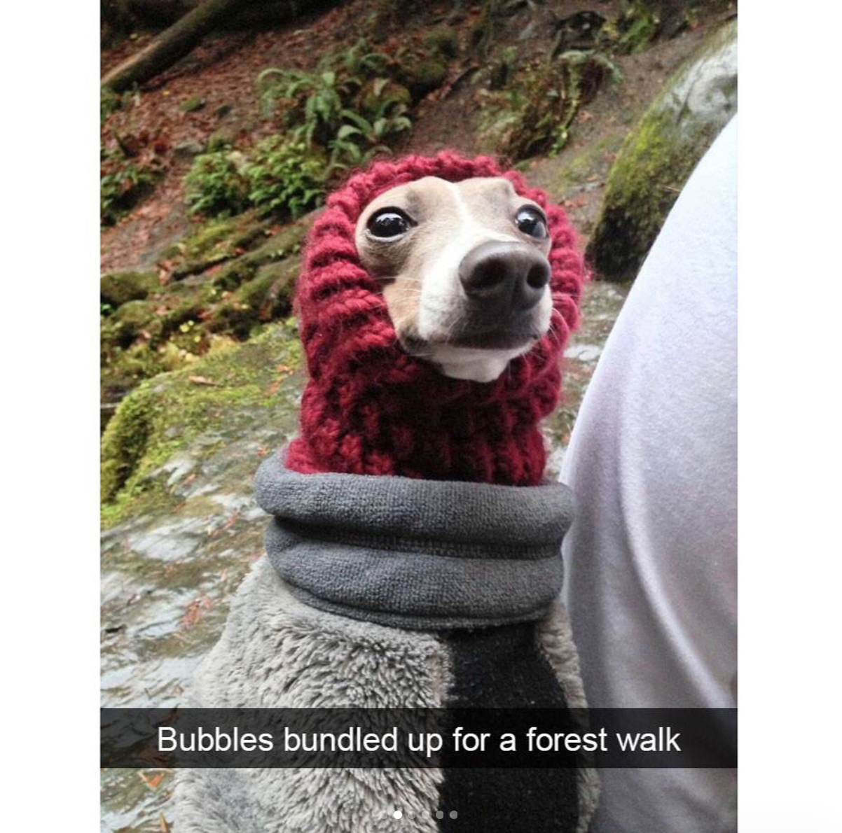 babyanimalgifs:  Dog snaps