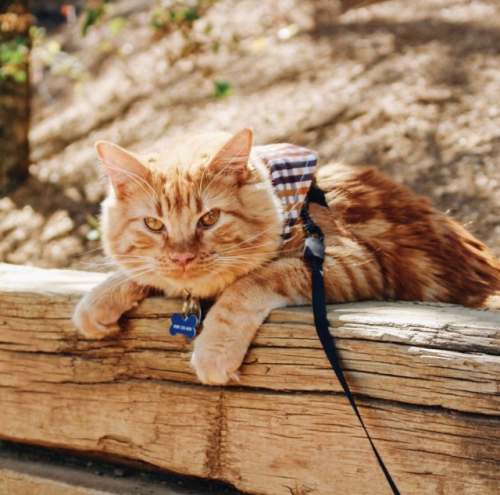 babydogdoo:I’m Mavericks the adventure cat