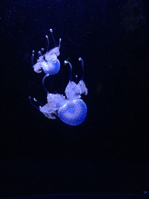 wumbovaries:I saw these cool guys at the aquarium today