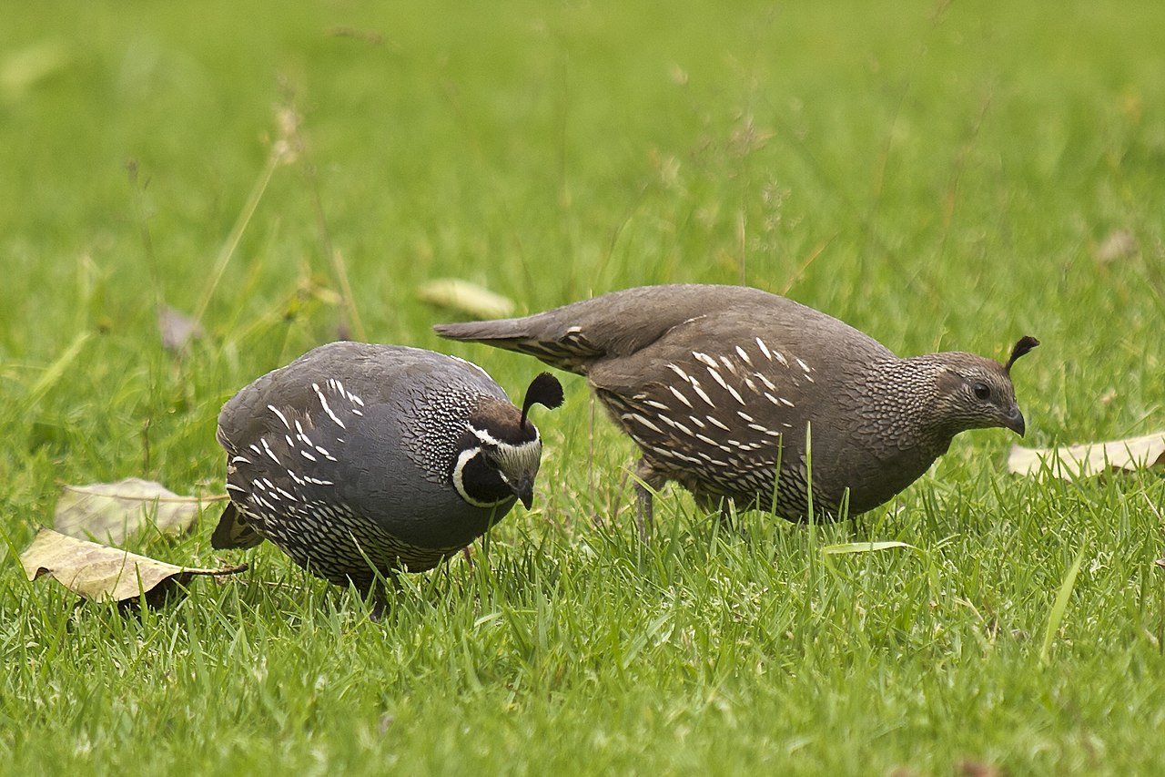 bird-of-the-day:BOTD: California Quail^Image credit: Jörg HempelCalifornia Quail (Callipepla californica)As its name suggests, the California Quail is the state bird of California, a title which was selected in 1931. They are highly sociable birds,