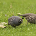 bird-of-the-day:BOTD: California Quail^Image credit: Jörg HempelCalifornia Quail (Callipepla