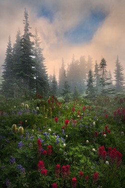 sublim-ature:  Mt. Rainier NP, WashingtonPerri