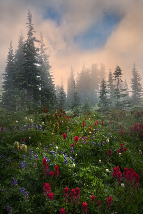 Porn sublim-ature:  Mt. Rainier NP, WashingtonPerri photos