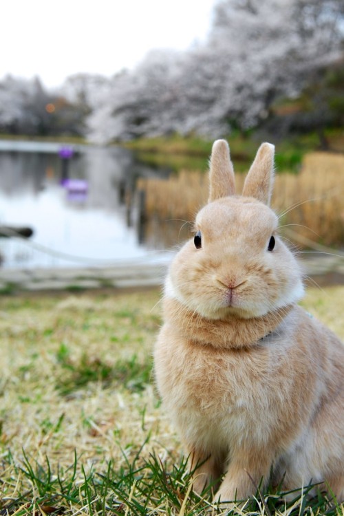llbwwb:  For the bunny lovers:) Rabbit by Yuki Matsukura   I really want a bunny :D