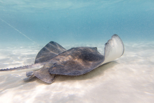 Stingray City off the coast of Grand Cayman (I didn’t kiss them)