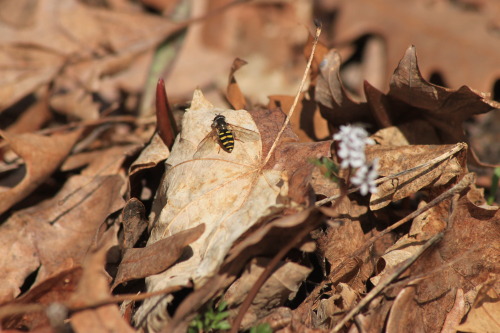 Another helpful pollinator, the hover fly.