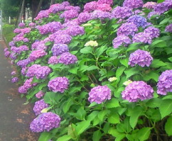 紫陽花　　hydrangea