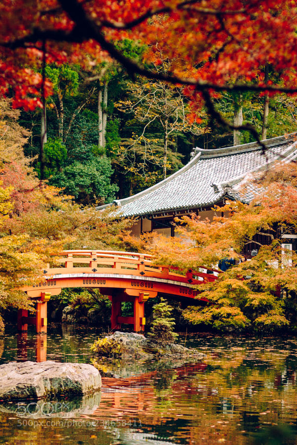 travelless:Autumn foliage