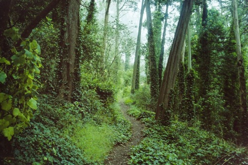 suiterwill:  Mount Davidson, San Francisco   really, really expired Kodak gold 100