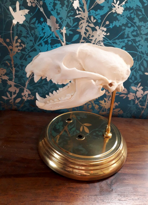 panda-face-mew:This is my first Osteology project and I’m super proud of it. He’s a European badger 