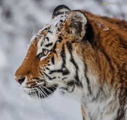 beautiful-wildlife:  Amur Tiger by Daniel Münger