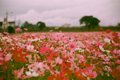 floralls: by  Allen Hsu