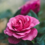 rosebeautytarot
