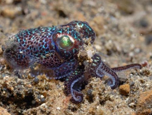 sharkhugger:  end0skeletal: Bobtail Squid (x) I know, I know, not sharks but still… AWWWWWW….!  XD