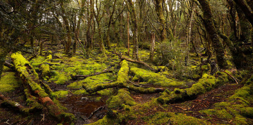 Cradle Mtn-Lake St Clair National Park by edwinnabartley on Flickr.