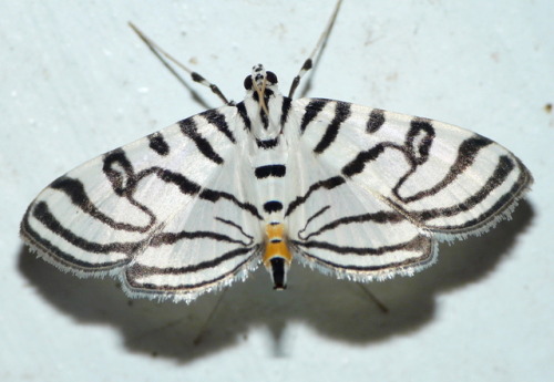 Duggiehoo aka Doug (GA, USA) - Conchylodes Ovulalis__ Zebra Conchylodes, 2013  Photography