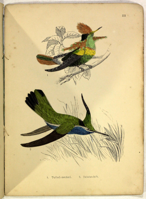 michaelmoonsbookshop: Humming Birdsdescribed and illustrated with an introductory sketch of their St