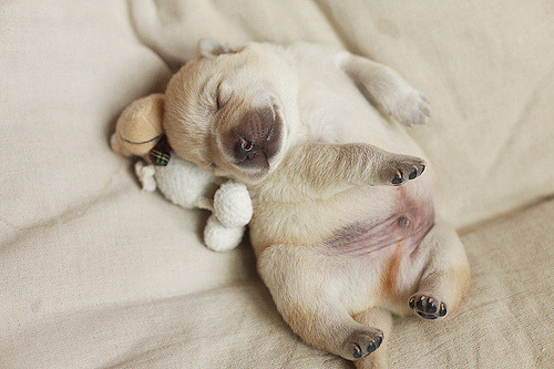 babyanimalposts:  feeling sad? you need this blog on your dash!