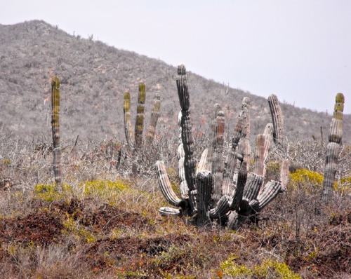 Cardon y vegetación seca, cerca de Todos Santos, Baja California Sur, 2009.Taken near the end of the