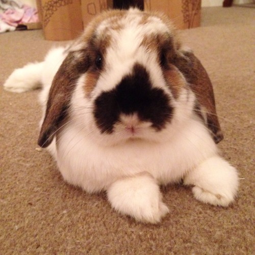 peachiebuns:How can those paws be actually attached to her body?