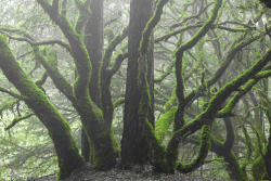steepravine:  Foggy Mossy Oak Tangle (Marin, California - 8/2014)