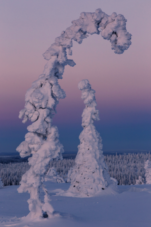 nubbsgalore:  in finland’s riisitunturi national park, siberian spruce trees become covered wi