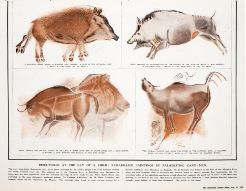 Henri Breuil, color illustrations of Altamira Cave paintings, 1906. In: Illustrated London News, 191