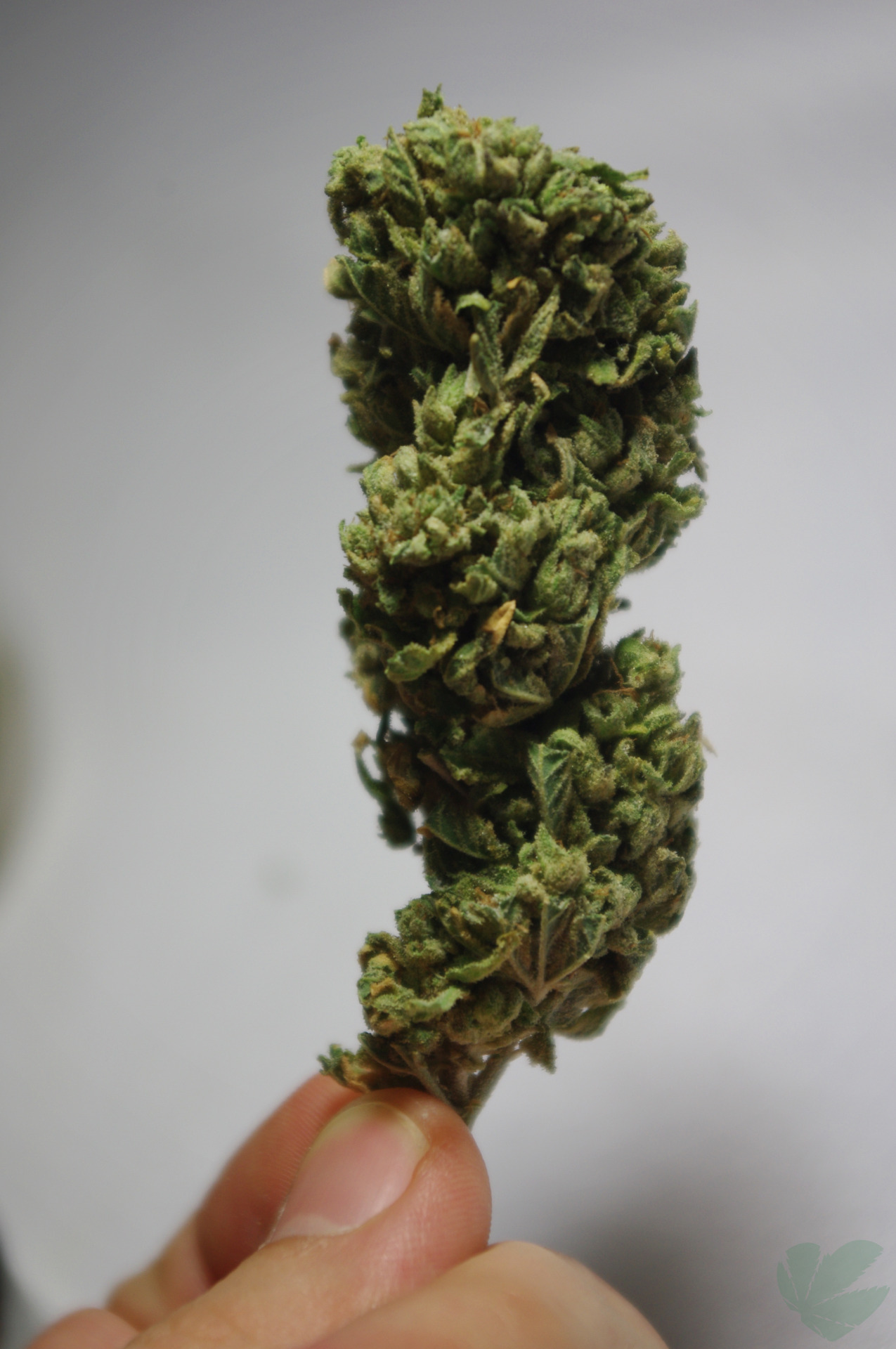 WeedPornDaily Tumblr