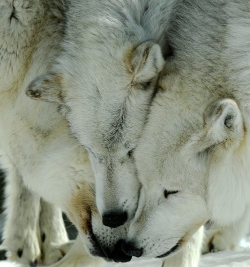 wolveswolves:  By Pamela J. Talasco 