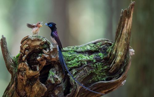 sixpenceee:  A Japanese paradise flycatcher feeding its baby. This migratory species is suspected to