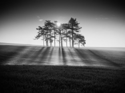 inspirehaisell:  Natures barcode-mono by