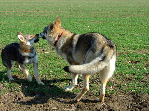the-little-wolfdog: as a puppy, with Arya :)