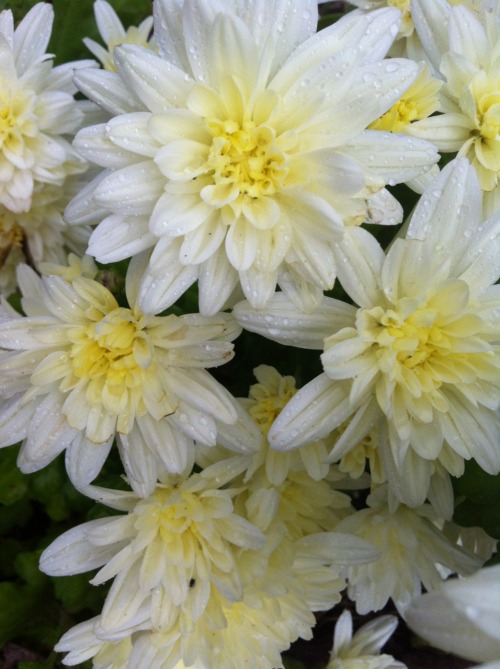pistachiou:These flowers at the garden centre were so cute!