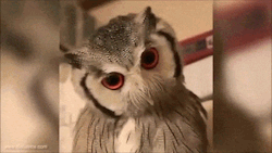 learning-to-wing-it:  sixpenceee:  This amazing owl can change his face within a matter of seconds in response to predators. (Video) Facebook | Instagram | Scary Story Site   