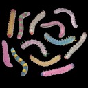 ribbonworms avatar