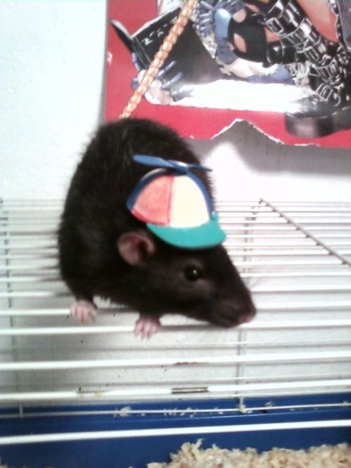 Rats With Hats!