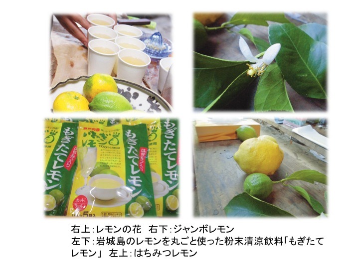 うみやまかわ新聞 知ってほしい 岩城島の レモン うみやまかわ新聞 知ってほしい 岩城島の レモン