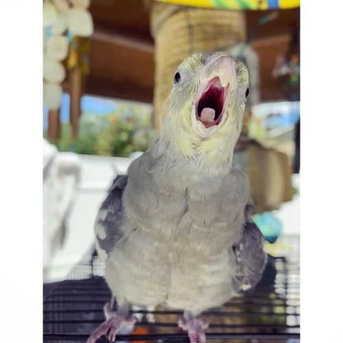 Easter Sunday at Grandma’s #bird #birds #cockatiel #cockatiels #pet #pets #beau #dodo #babybir