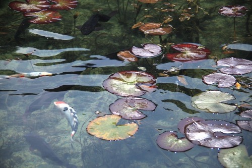 redlipstickresurrected:Yuunasara aka Sarayuna (Japanese, Japan) - 名もなき池 (Nameless Pond) aka Monet’s 