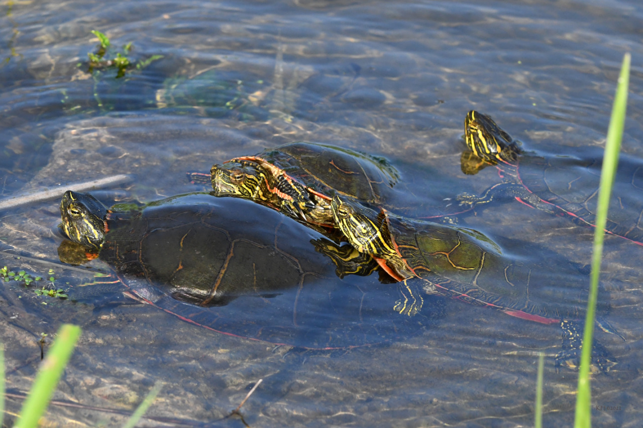 Painted TurtlesA large female Painted Turtle (Chrysemys picta) was hotly pursued by four male turtles. Here you can see three of the males approaching her. This time of year hormones are driving their behavior with little regard for their own safety.  #Painted Turtle#nature