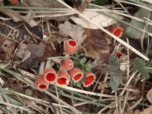  Microstoma macrosporum   not poisonous, not edible mushroom 