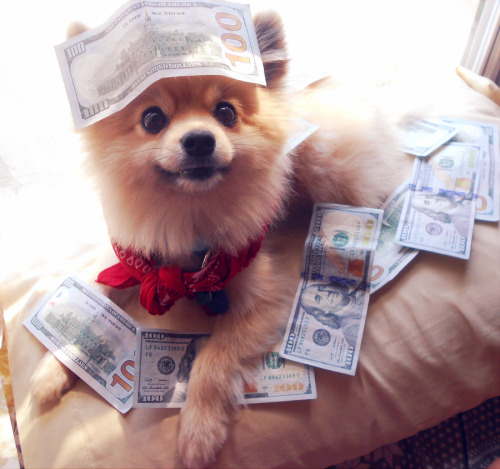 popomodoro:money dog is pleased